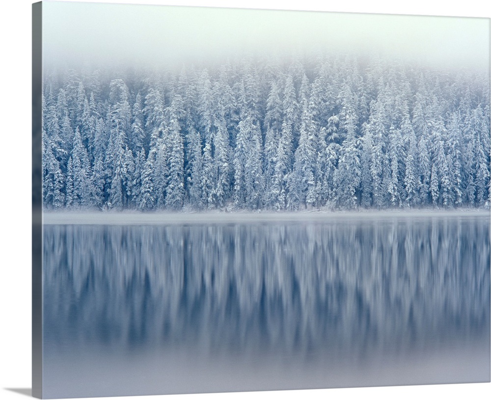 Fog rising above snow-flocked douglas fir trees reflecting in Lost Lake in Mt. Hood National Forest.