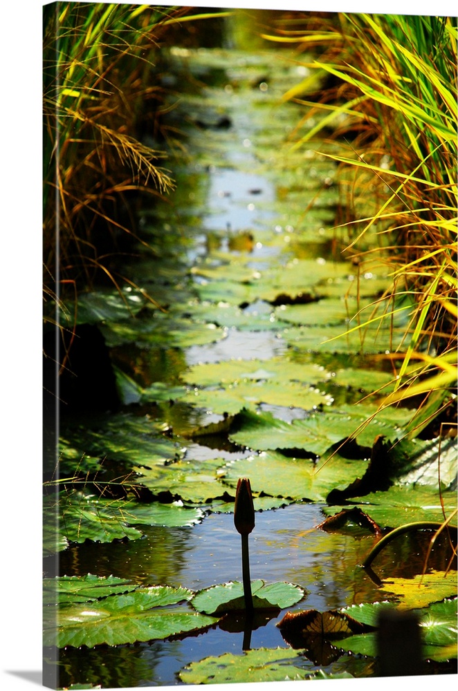 Lotus bud emerging from one of many rice irrigation canals at rice fields in Sekinchan, Malaysia.