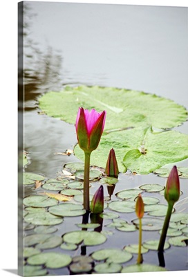 Lotus buds blooming in a pond