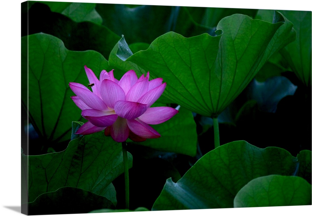 Lotus flower in Yakushi-pond park.