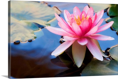 Lotus flower