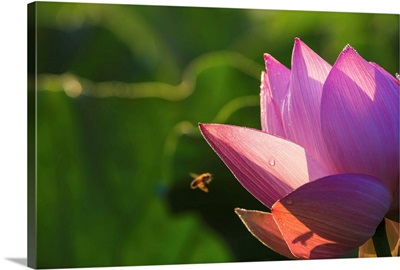 Lotus Flower (Waterlily) and Bee