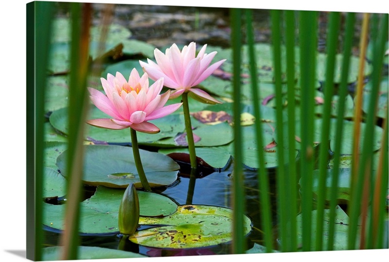 Lotus flowers in pond Wall Art, Canvas Prints, Framed Prints, Wall