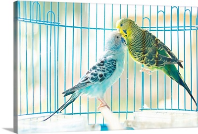 Lovely parakeet couple kiss each other in cage.