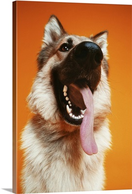 low angle shot of a German Shepard with its tongue hanging out