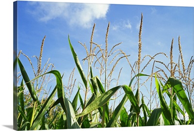 Low angle view of a corn crop