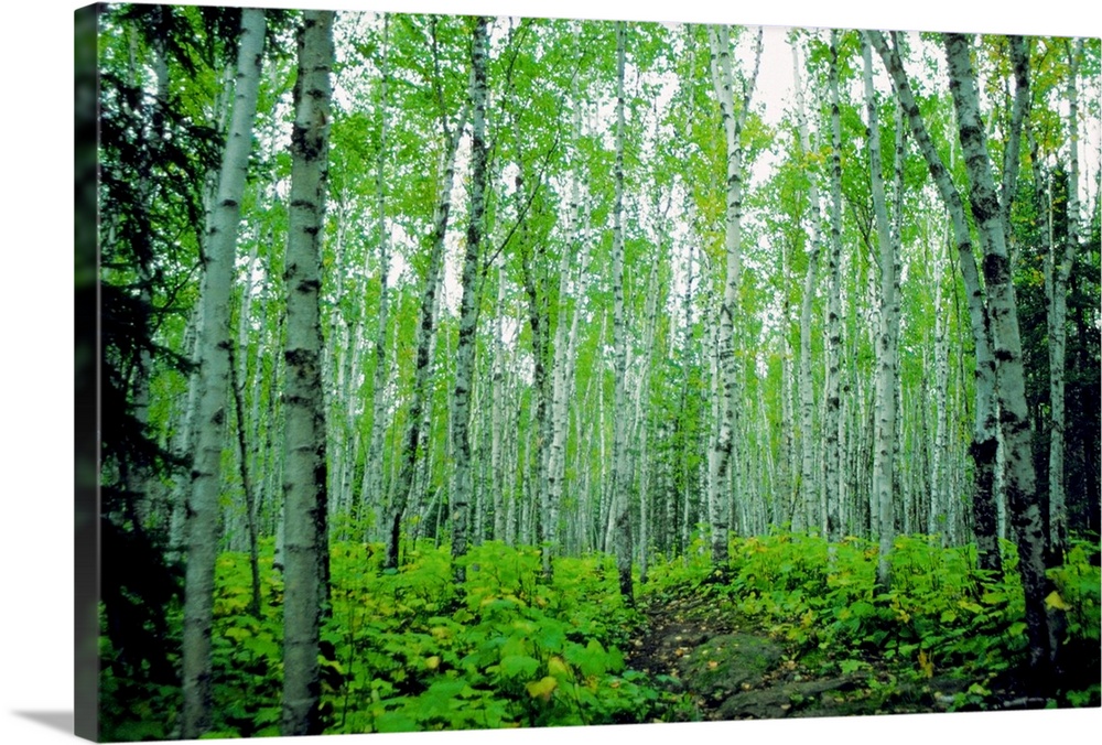 Large, horizontal photograph of a dense forest of birch trees surrounded by greenery in Minnesota.