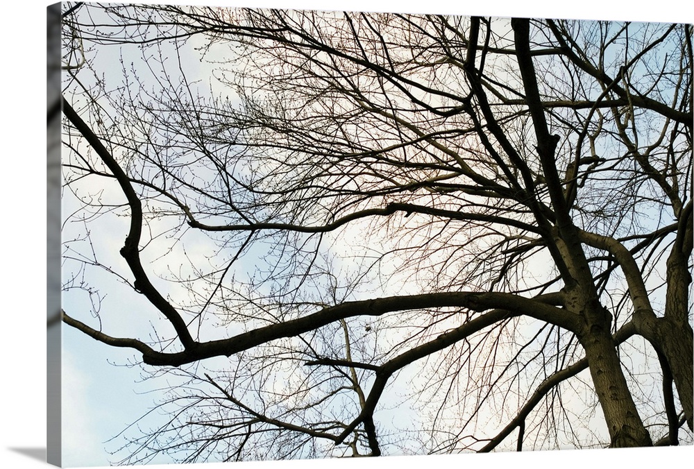 Low angle view of sky through tree branches with no leaves