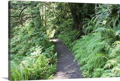 Lush green fern lined gravel path
