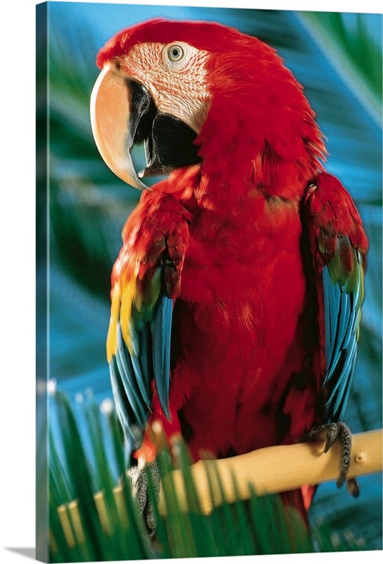 Macaw Wall Art, Canvas Prints, Framed Prints, Wall Peels | Great Big Canvas