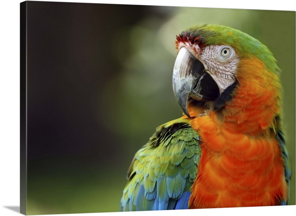 Macaw, exotic birds.  Sarasota Jungle Gardens.