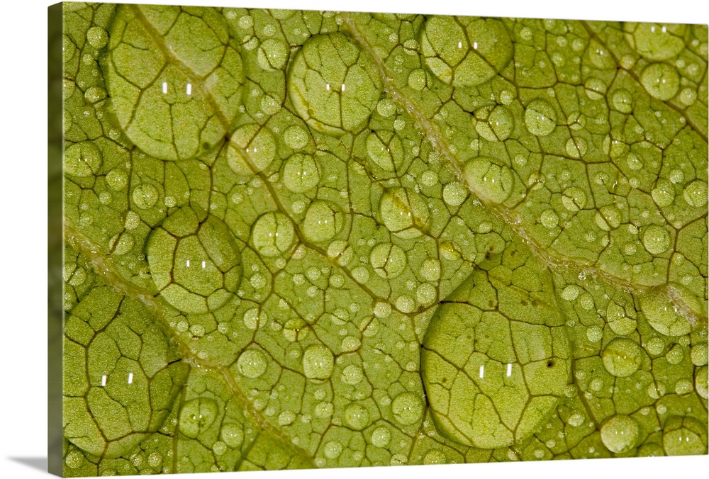 Macro image of a Magnolia leaf with raindrops.