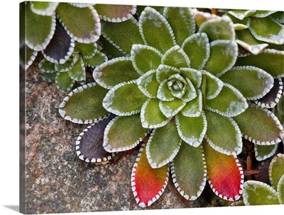 Macro image of Saxifraga paniculata plant with  leaves turning red.