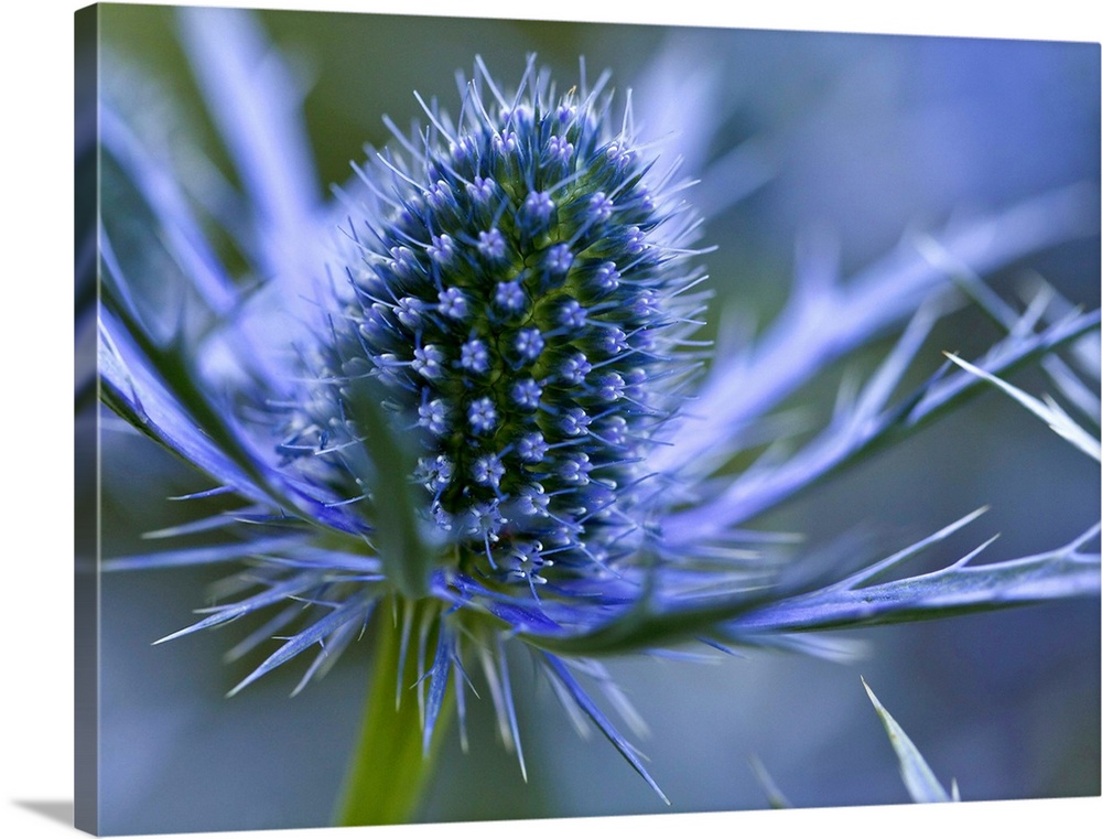 Macro image of Sea Holly  perennial with hairless and usually spiny leaves, and dome-shaped umbels of flowers resembling t...