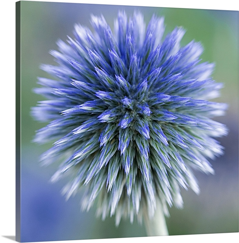 Macro of round flower head (Echinops) with spiky form in Southwark Park