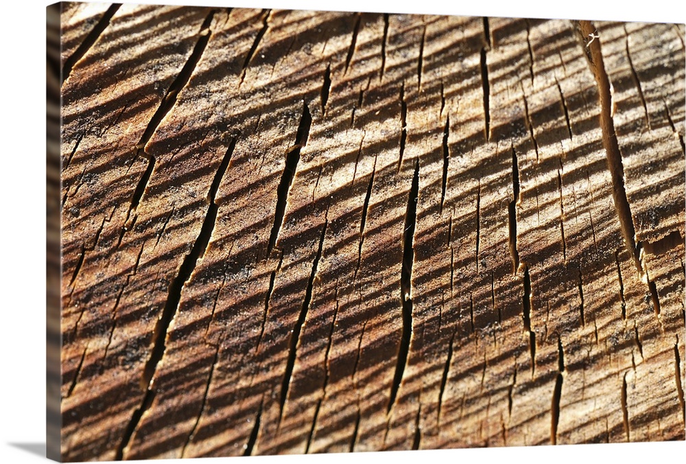 Macro photography of cut wood, took Loray, small city at east of France. (EN/US).