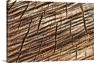 Macro photography of cut wood, took Loray, small city at east of France.
