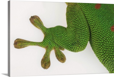 Madagascar day gecko, close up of foot.
