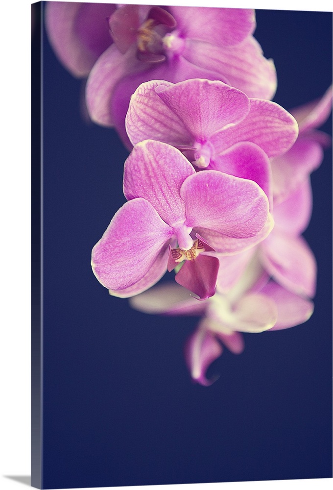 Magenta pink orchid on black background.