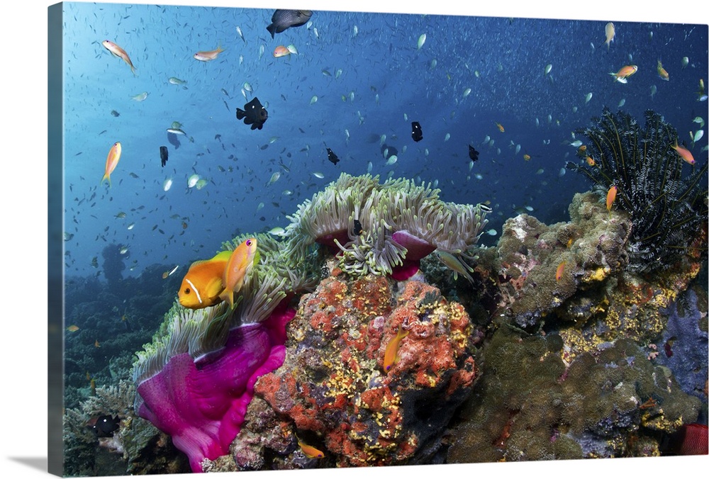 Magnificent anemone coral at Dega Thila, Eboodhoo atoll.