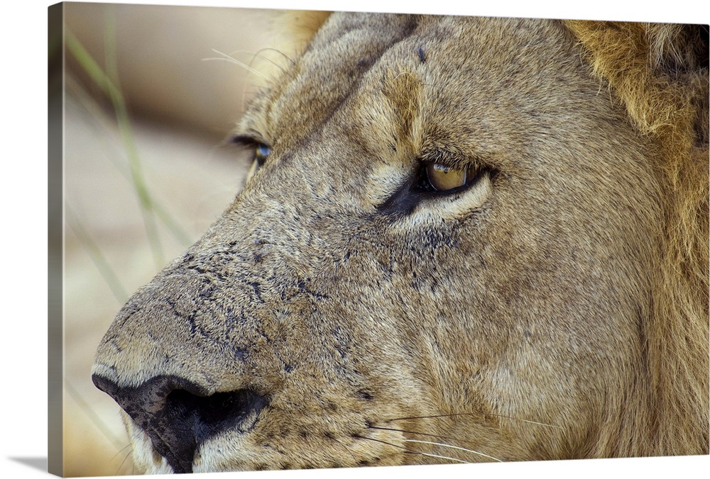 Big Red is a magnificent male Lion residing in the Okavango Delta region of Botswana. He is a healthy 10 year old lion, we...