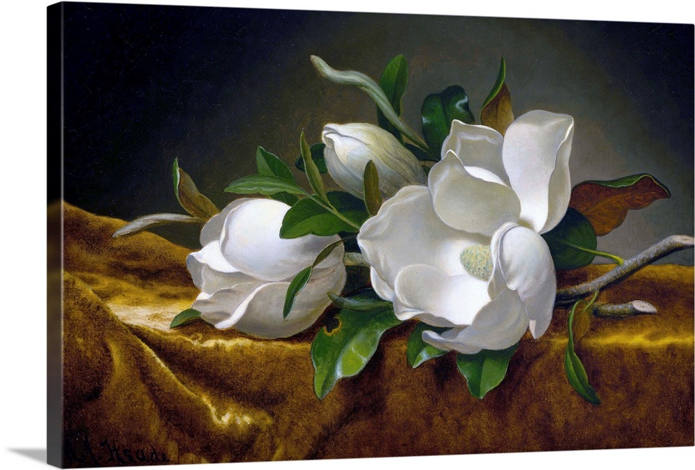 Martin Johnson Heade (American, 1819-1904), Magnolias on Gold Velvet Cloth, c. 1888-90, oil on canvas, 37.6 x 60.9 cm (14....
