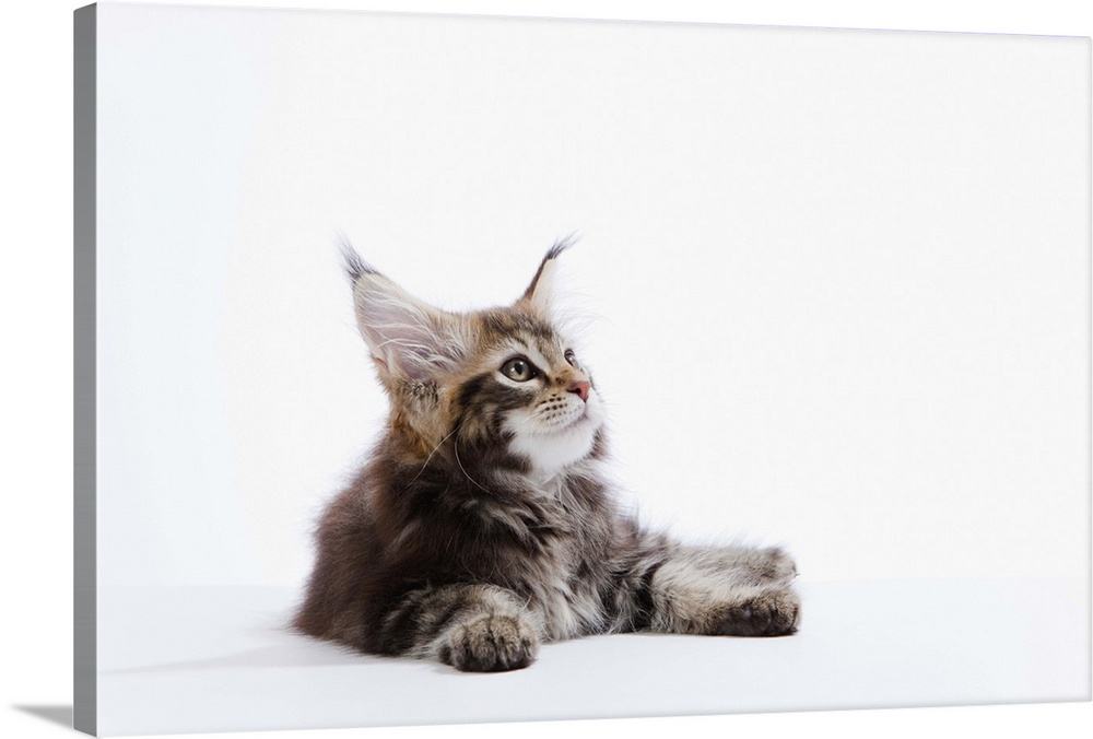 Maine Coon Kitten