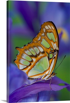 Malachite Butterfly Resting On An Iris