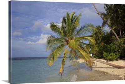 Maldives, Filitheyo island, palm on the beach.