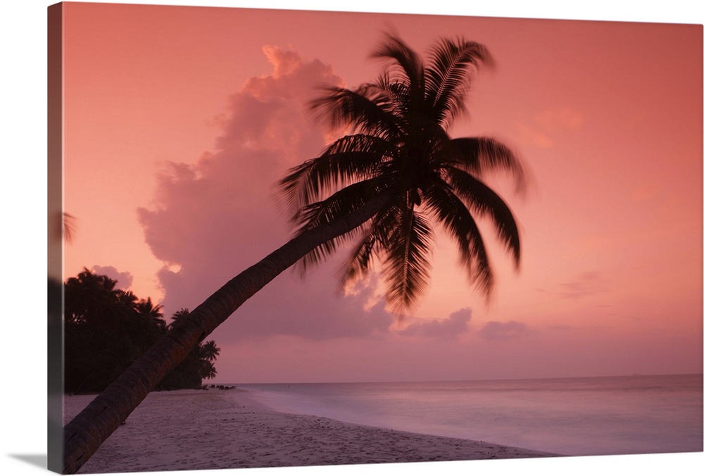 Maldives, Filitheyo island, palm on the beach at sunset.