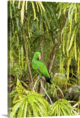 Male Eclectus Parrot, Papua New Guinea, Oro Province