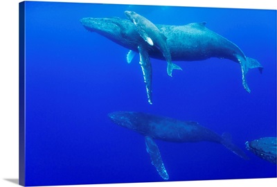Male Humpback Whales Following Cow And Calf In Breeding Season