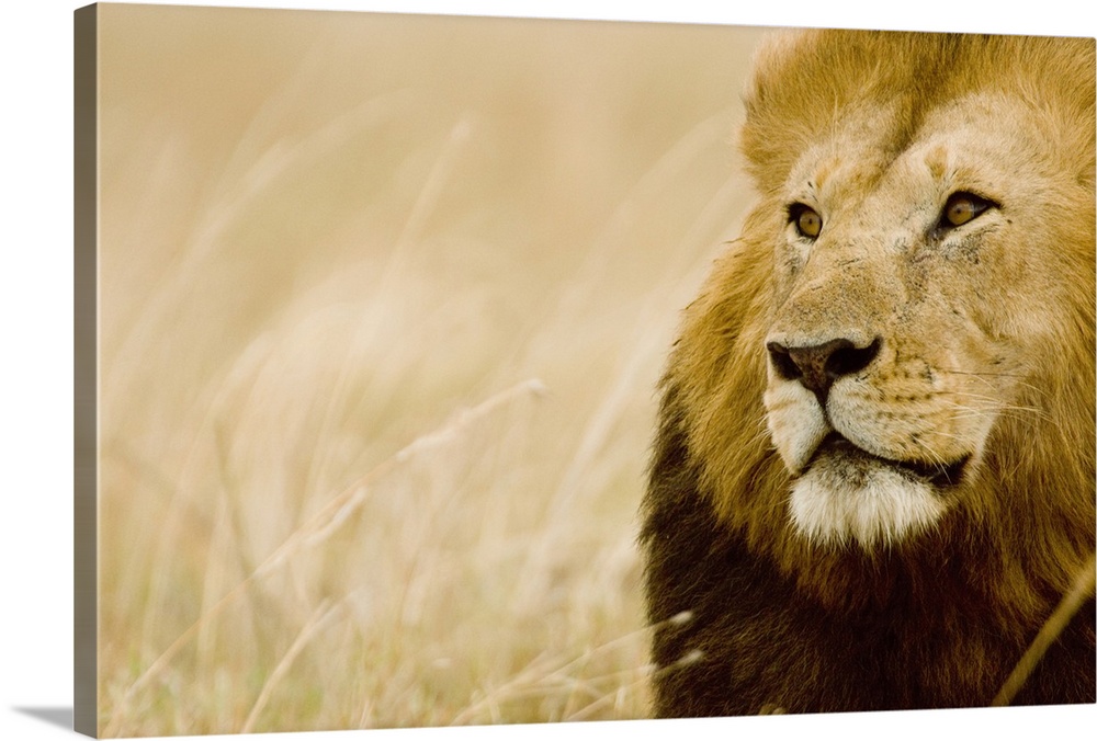 Wall art of the up close view of a lion's head with a field in the background.