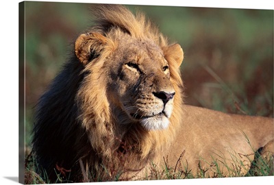 Male Lion Resting