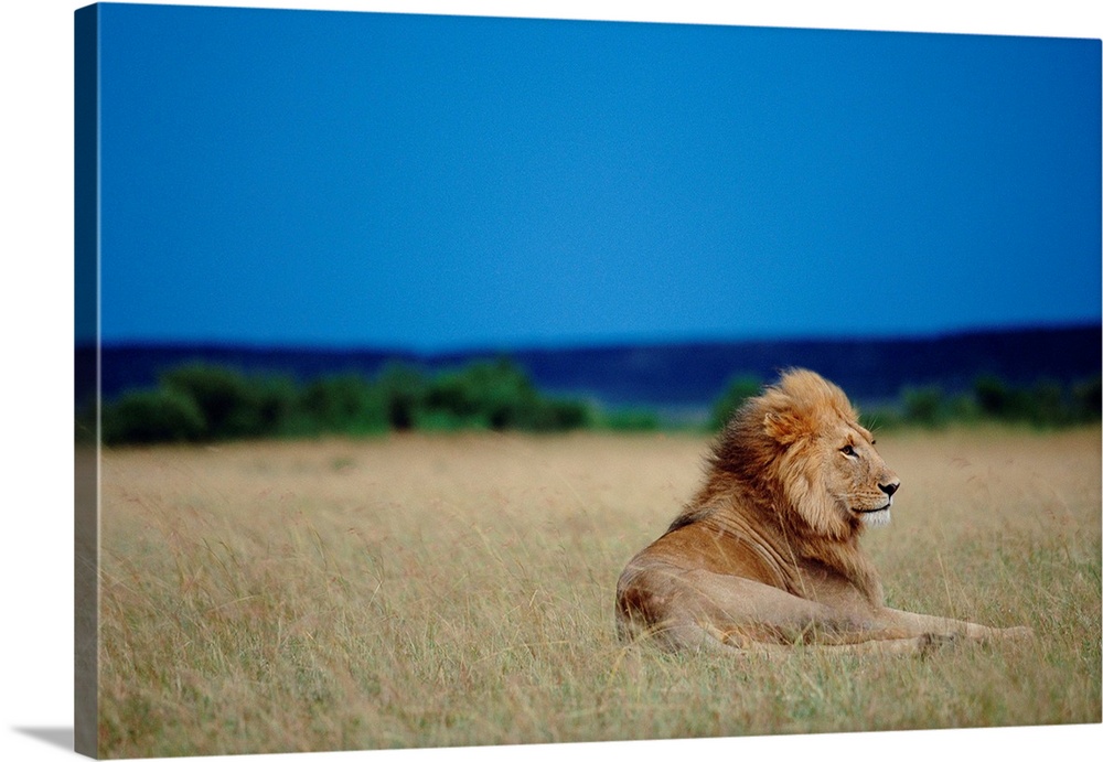 A male lion rests on a savanna at the Masai Mara National Reserve before a thunderstorm.