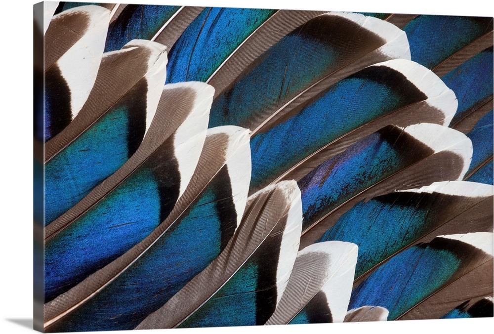 Male Mallard blue wing feathers designed and photographed Sammamish, WA