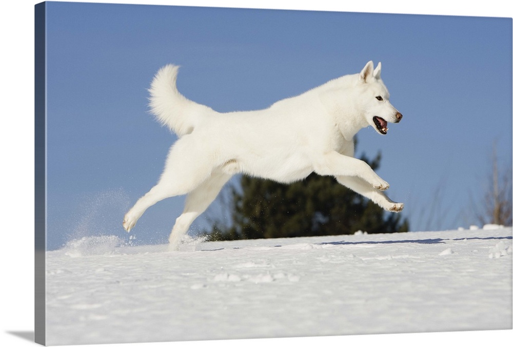 Male Siberian husky running over snow