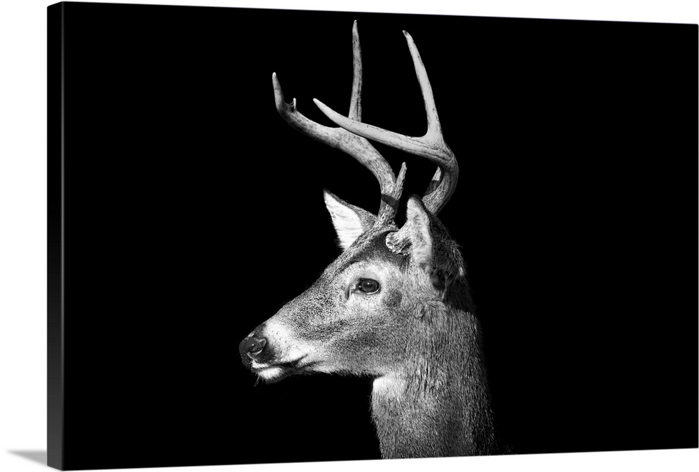 Male White Tailed Deer, or Buck, with antlers in black and white on an all black background.