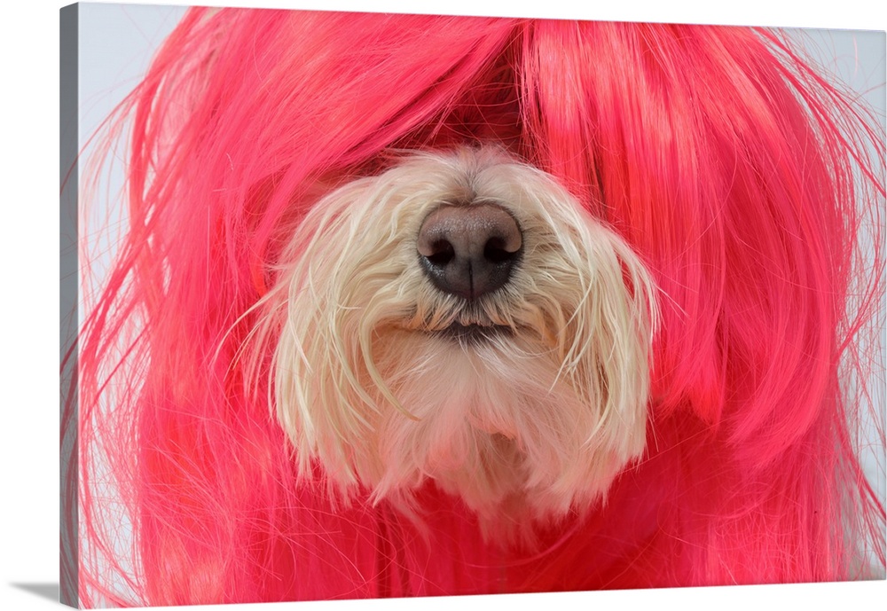 Close-up of Maltese Poodle Dog in pink wig