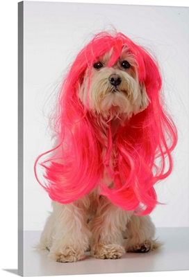 Maltese Poodle Dog wearing pink glamour wig