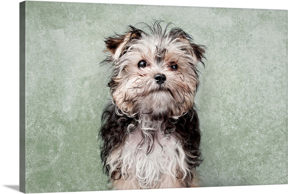 Maltese yorkshire terrier mix on green textured background.
