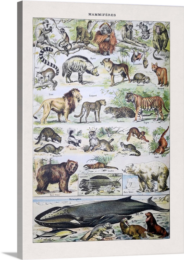 Old illustration about wild mammals by Millot printed in the french dictionary "Dictionnaire Complet et Illustrate" by the...