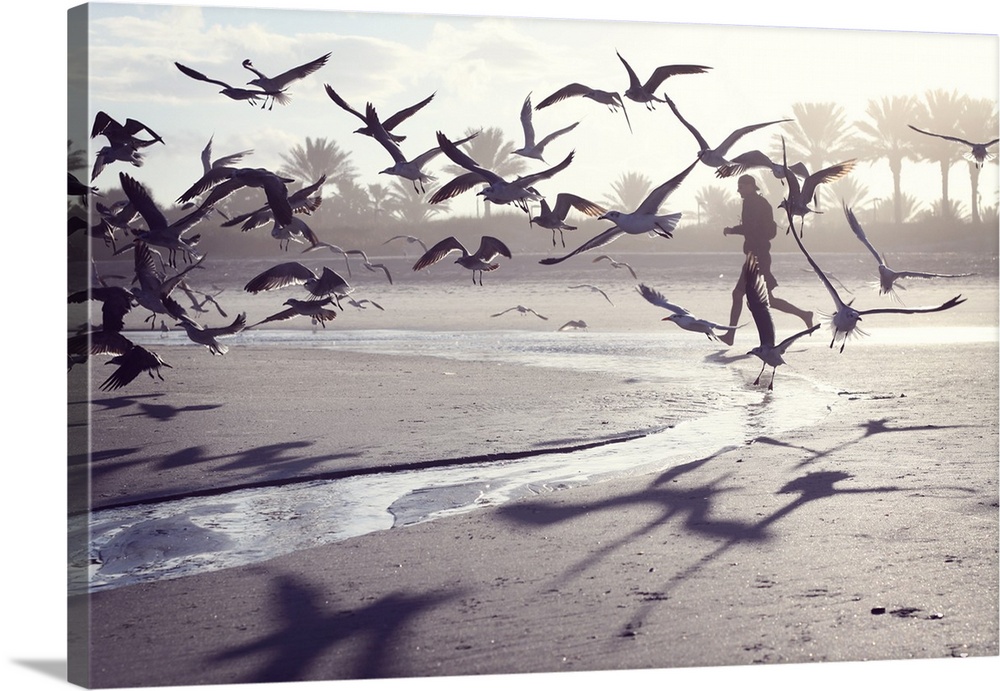 Man walking and seagulls flying with him on beach at sunset.