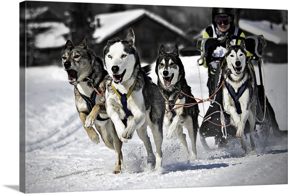 Man with group of dogs mushing in snow, Switzerland. Wall Art, Canvas