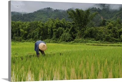 Man working in rice fields near Vang Vieng