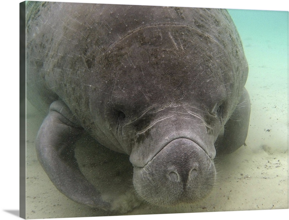 This is one of a family of manatees in the wild at the Crystal River in Florida.