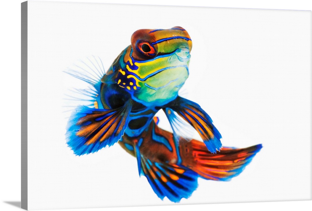 The mandarinfish or mandarin dragonet, is a brightly colored fish that is popularly used in saltwater aquariums.