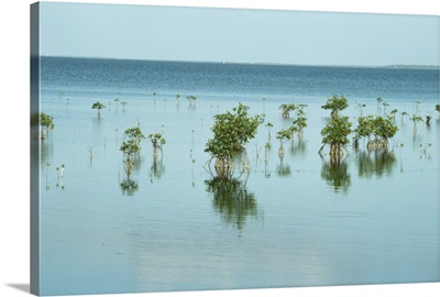 Mangroves in ocean along Florida coast