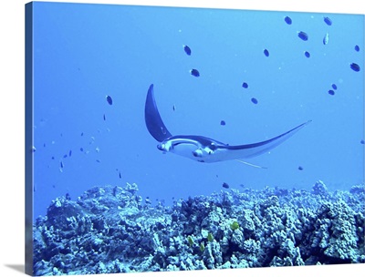 Manta ray underwater in blue ocean.