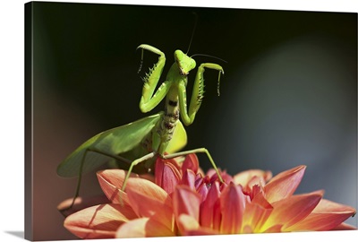Mantis dancing on dahlia